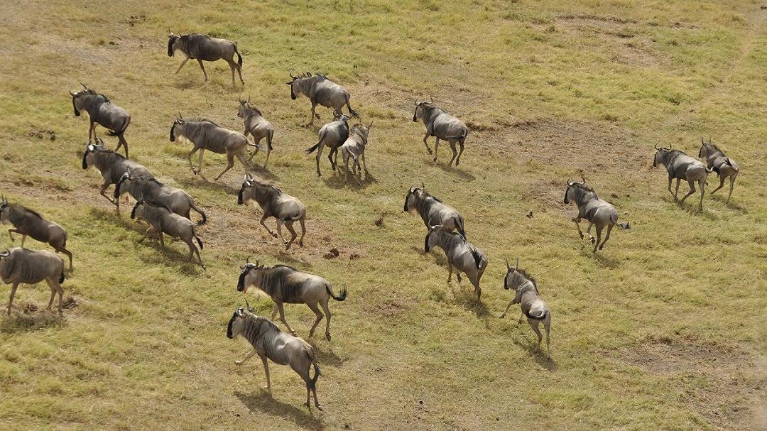 Scoperti i benefici della vita sociale per l’uomo e gli animali