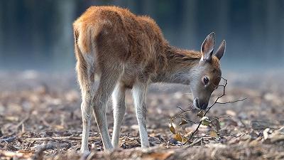 Invecchiamento sociale nel regno animale: come cervi e passeri modificano le interazioni con l’età