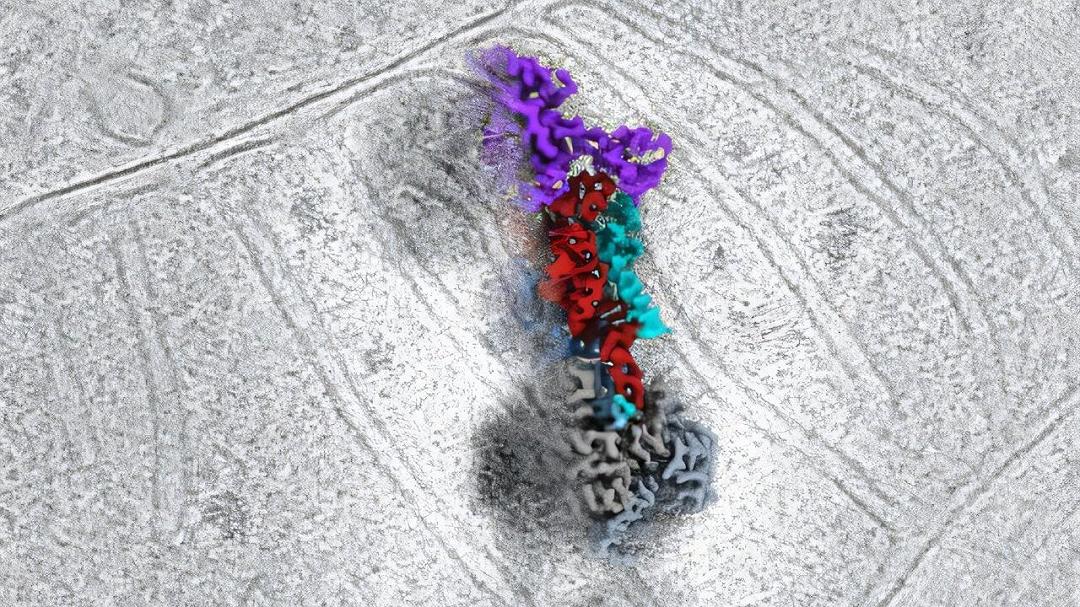 Mitocondri e RNA: scoperti i meccanismi di produzione energetica