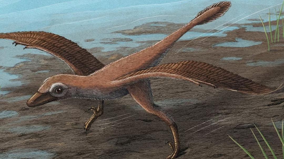 Evoluzione del volo: nuove impronte di dinosauri rivoluzionano le teorie