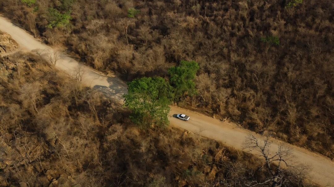 Savana in rinascita in Brasile: nuovi germogli dopo gli incendi devastanti