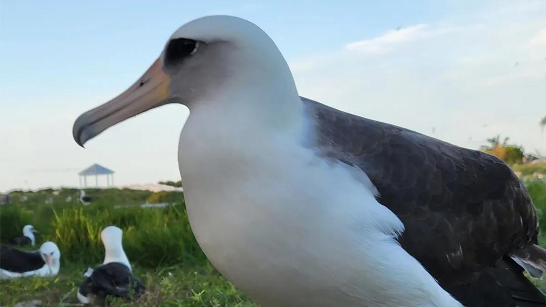 L’uccello più vecchio al mondo depone un uovo a 74 anni