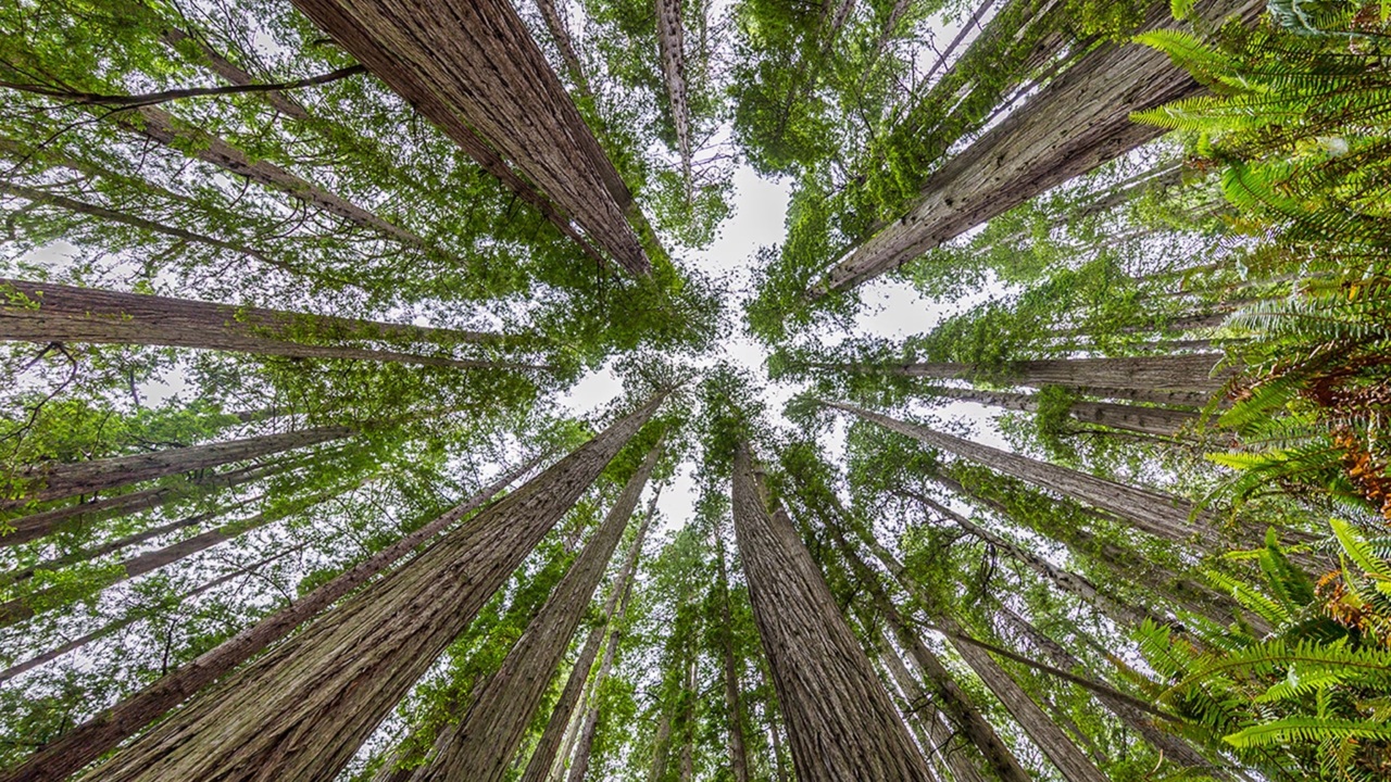 Identificate sei nuove specie di alberi