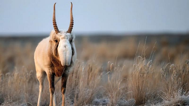 antilope saiga