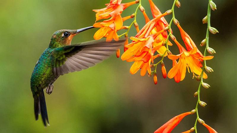 becco del colibrì