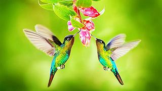 Scoperta la sorprendente funzione del becco del colibrì