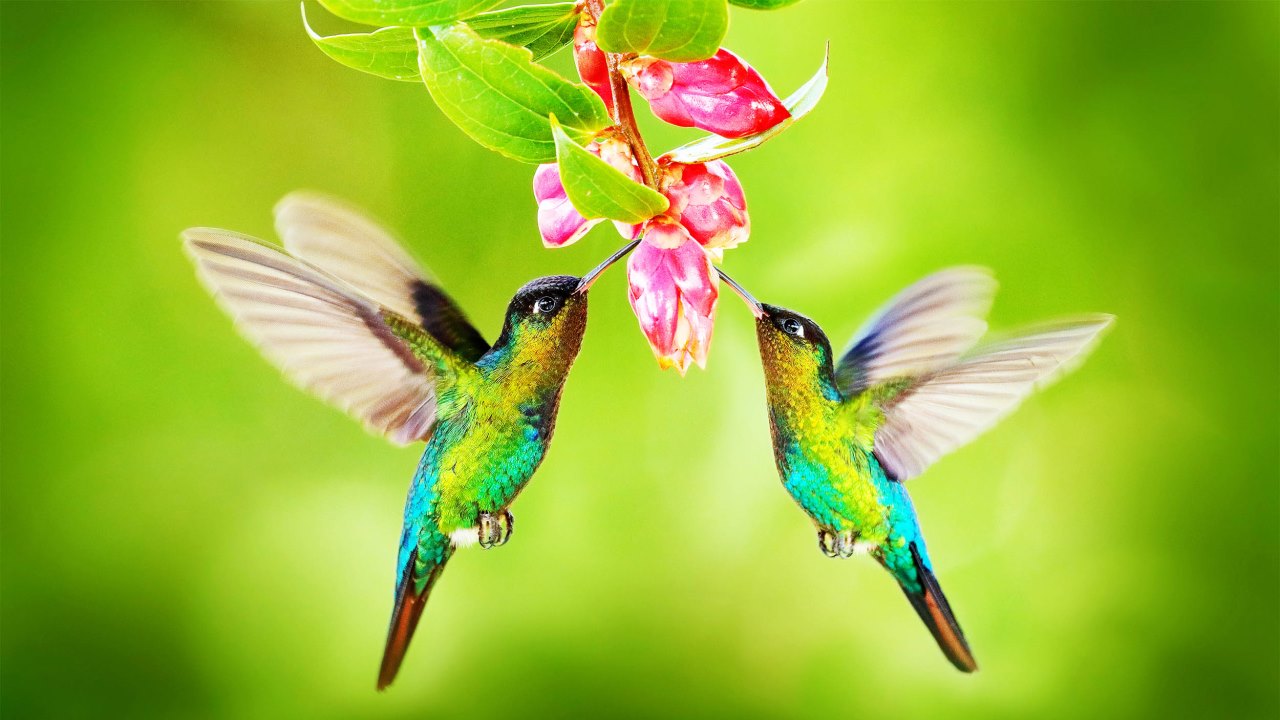 colibrì