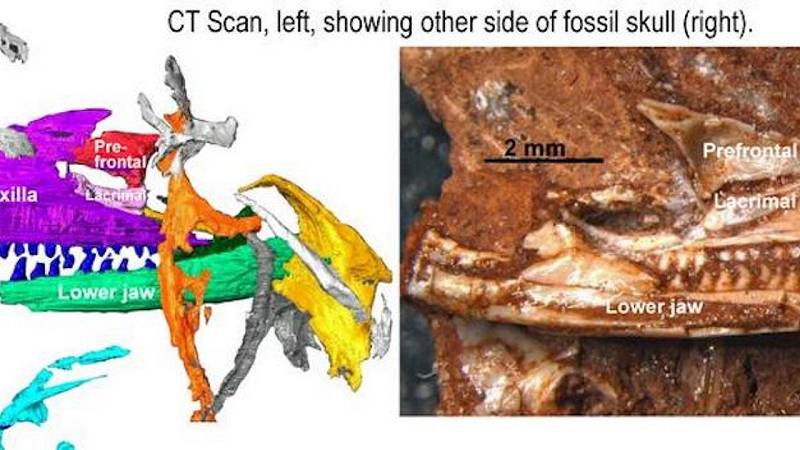 fossile della lucertola più antica