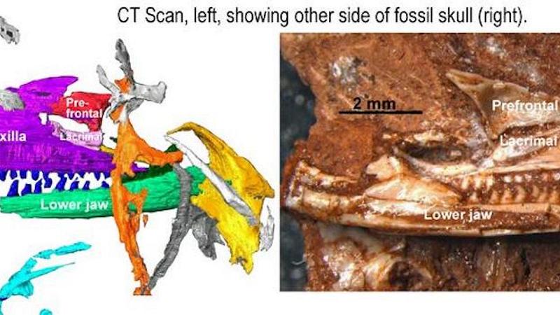 fossile della lucertola più antica