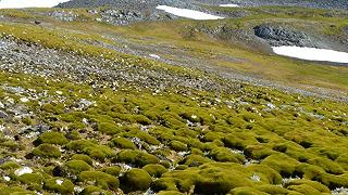 Cambiamenti climatici: l’Antartide si trasforma, dieci volte più verde in 35 anni