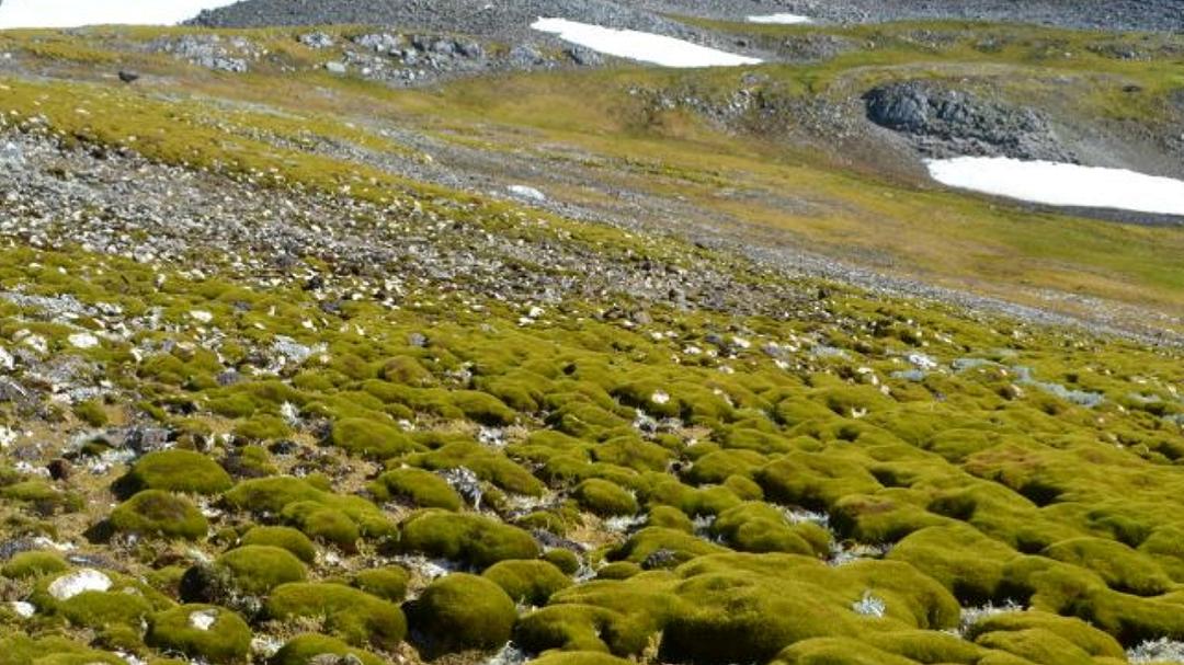 Cambiamenti climatici: l’Antartide si trasforma, dieci volte più verde in 35 anni