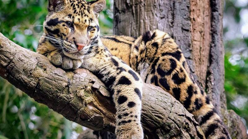 leopardo ruggito