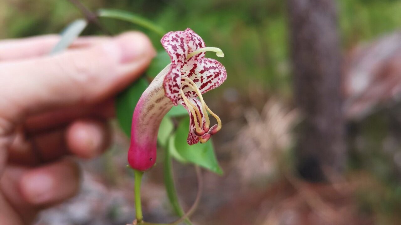 scoperta nuova specie di tralcio di rossetto