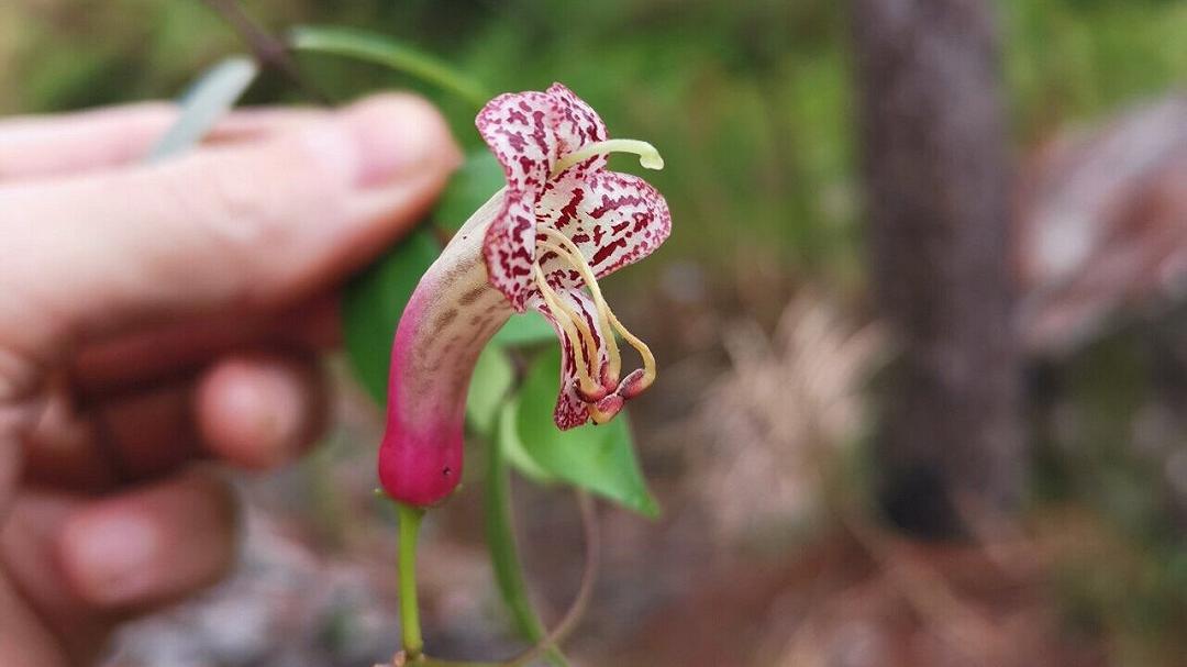 Scoperta nuova specie di fiore nelle Filippine