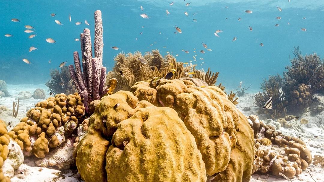 Le spugne marine stanno rivoluzionando l’ottica: tecnologia e natura si uniscono