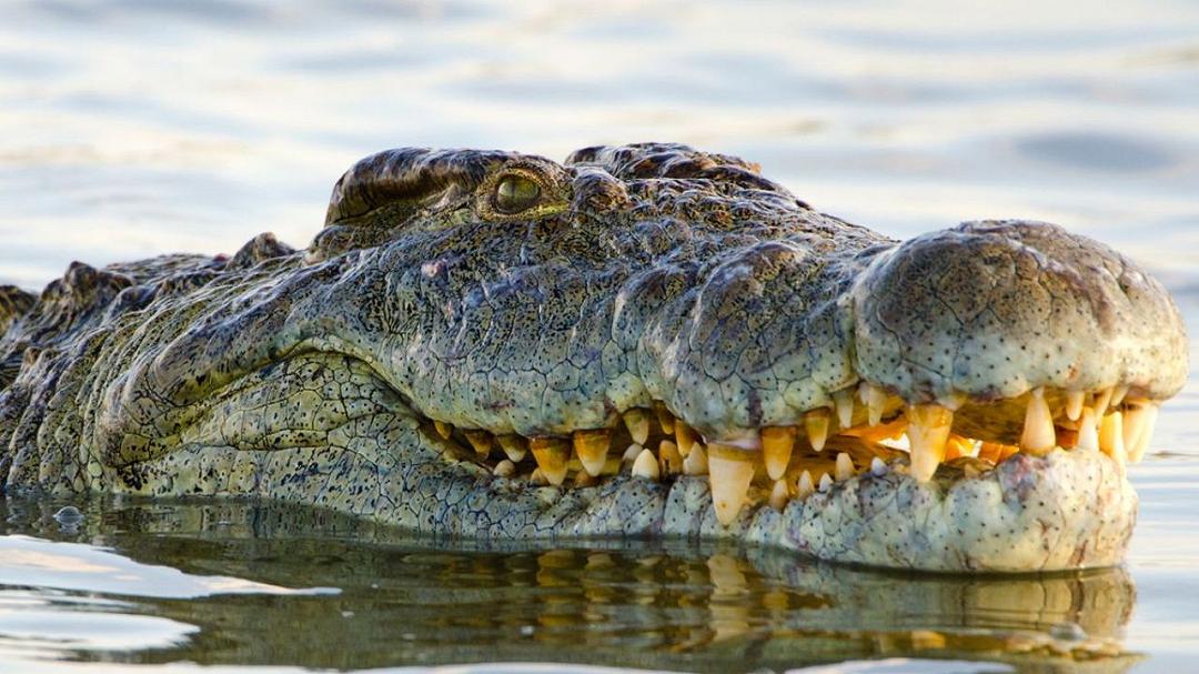 Il coccodrillo più vecchio del mondo rivela i segreti della longevità