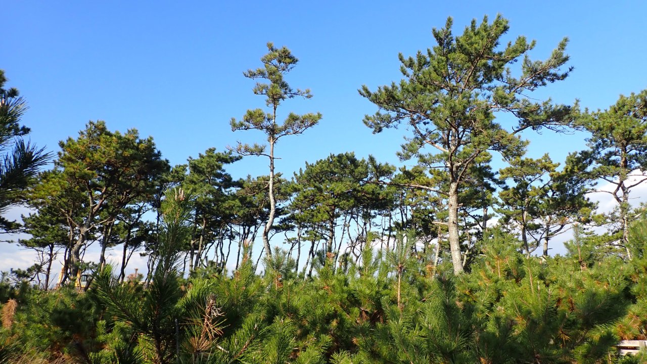 alberi Pinus thunbergii piantati nelle foreste costiere in Giappone