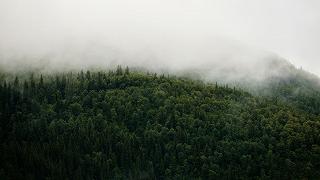 Anelli blu degli alberi: una finestra sul passato climatico della Scandinavia