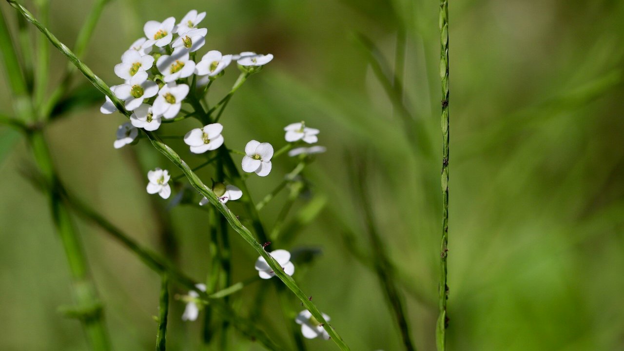 arabidopsis