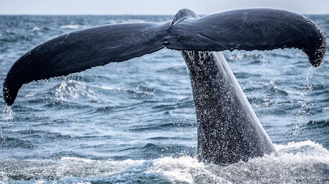 Due rare balene e i loro piccoli emergono in Florida