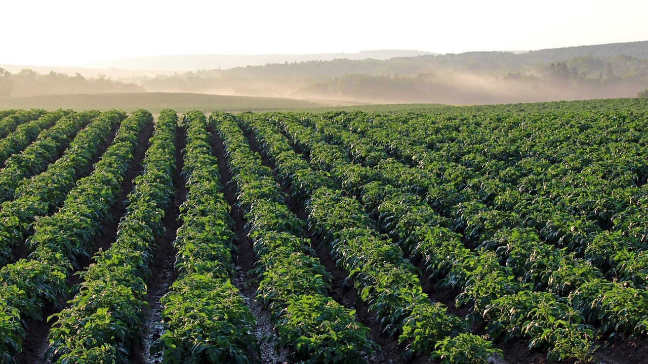 campo di patate