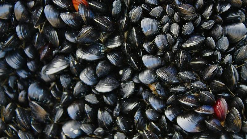 cozze