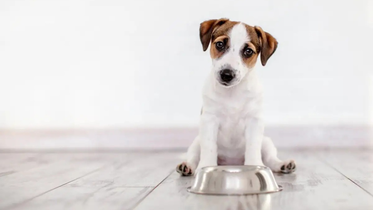 dieta del cane