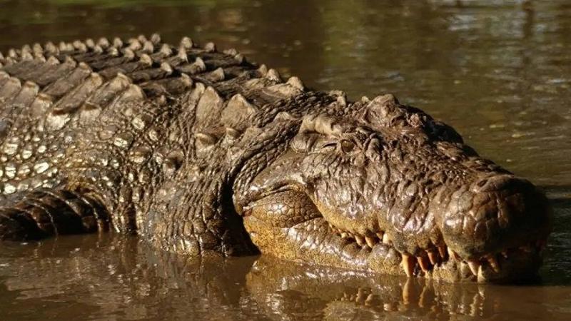 il coccodrillo più vecchio del mondo