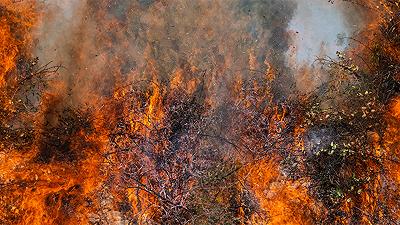 Spiegata la connessione tra incendi boschivi e cambiamenti climatici del passato