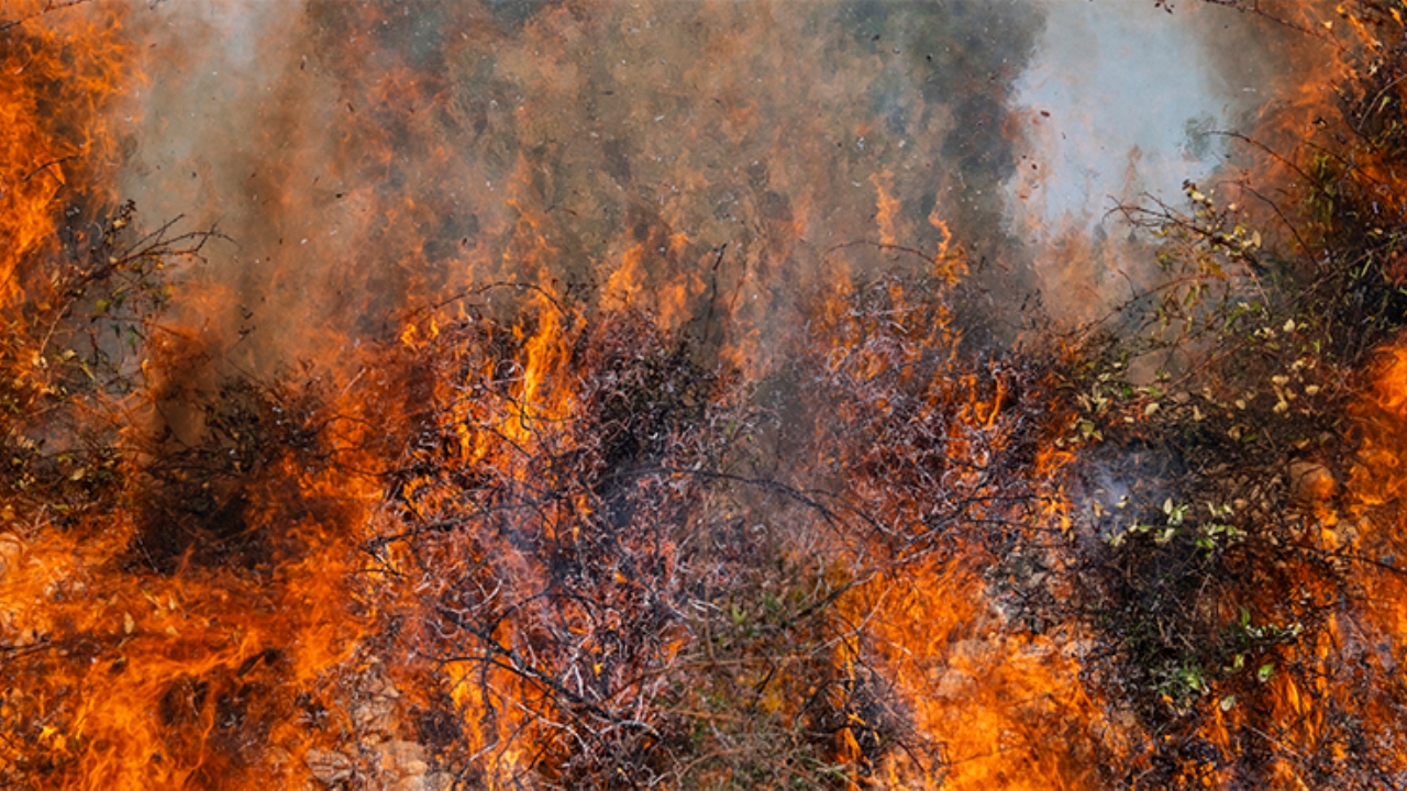 incendi boschivi