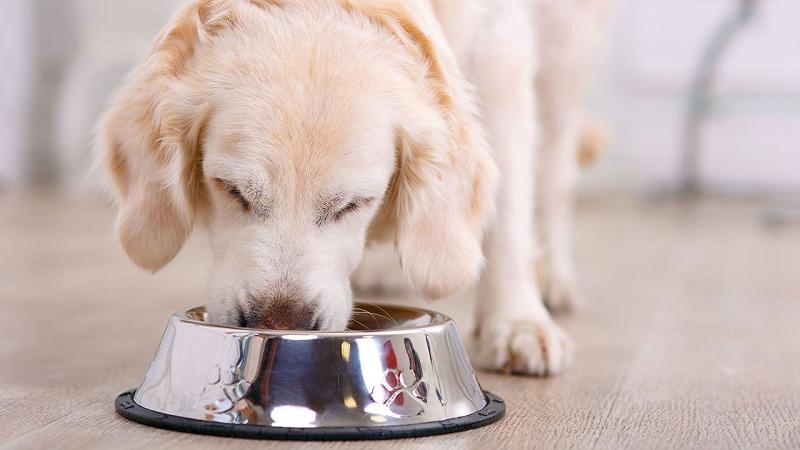 la dieta del cane