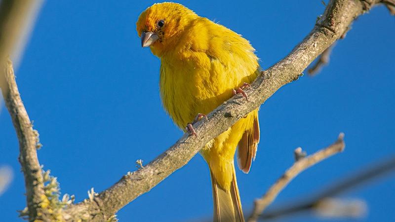 melodia degli uccelli