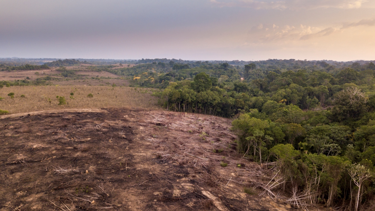 ridurre la deforestazione