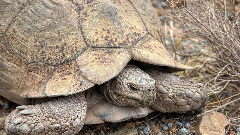 tartaruga nel deserto del Mojave, in California