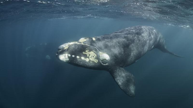 un esemplare di balena franca