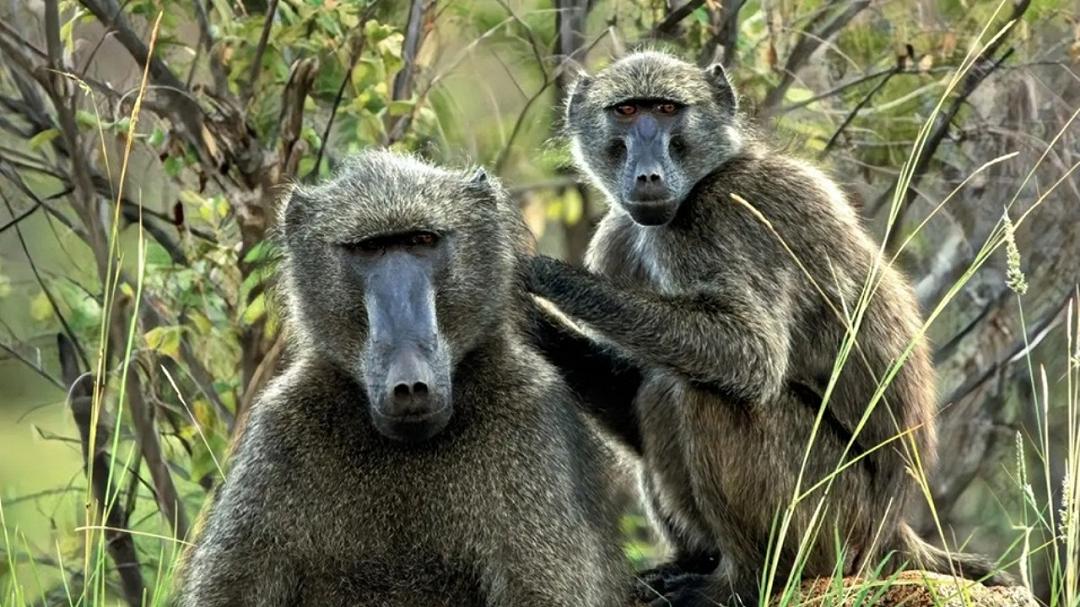 Babbuini selvatici: ecco una curiosità scientifica sulla loro autoconsapevolezza