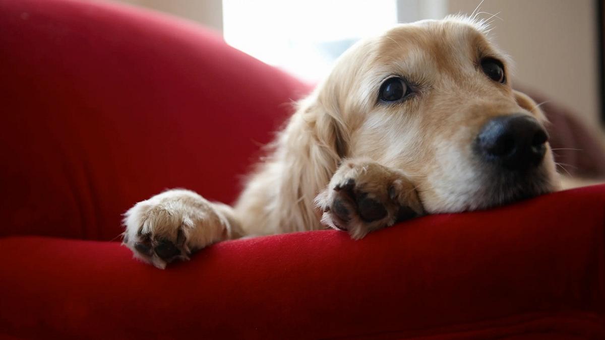 Un colore speciale per i cani: la scienza rivela preferenze inaspettate