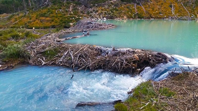 dighe di castori e termitai