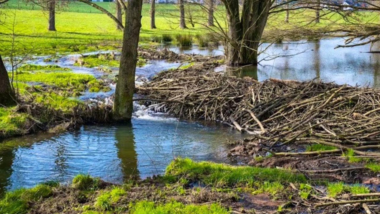 dighe di castori nei paesaggi fluviali