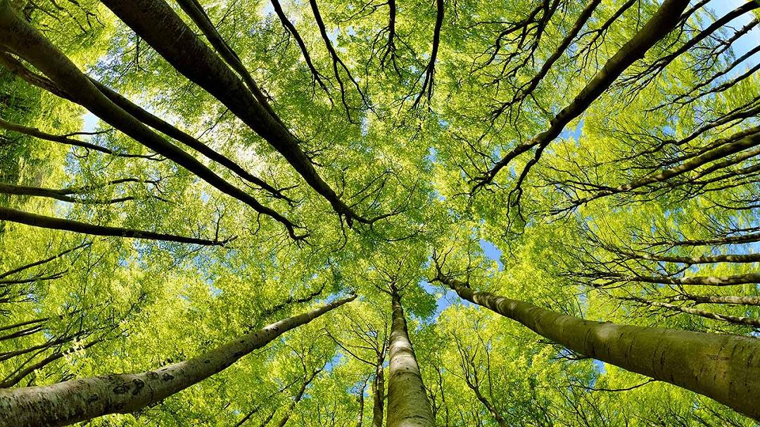 Biodiversità forestale: un’ipotesi innovativa cambia tutto