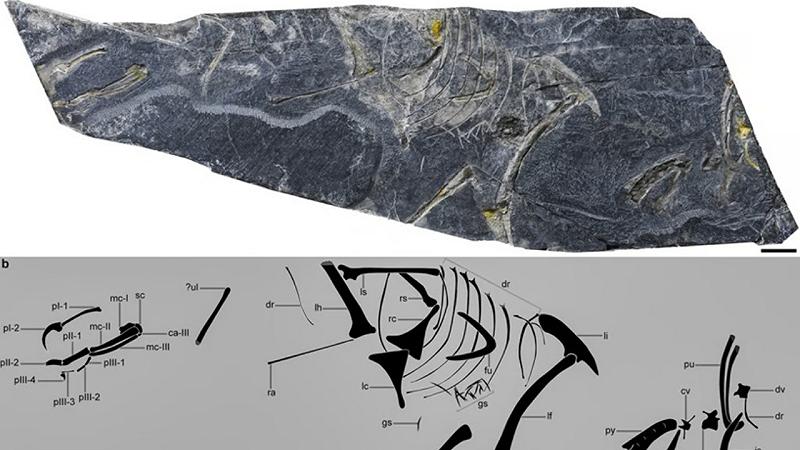 fossile giurassico trovato in Cina