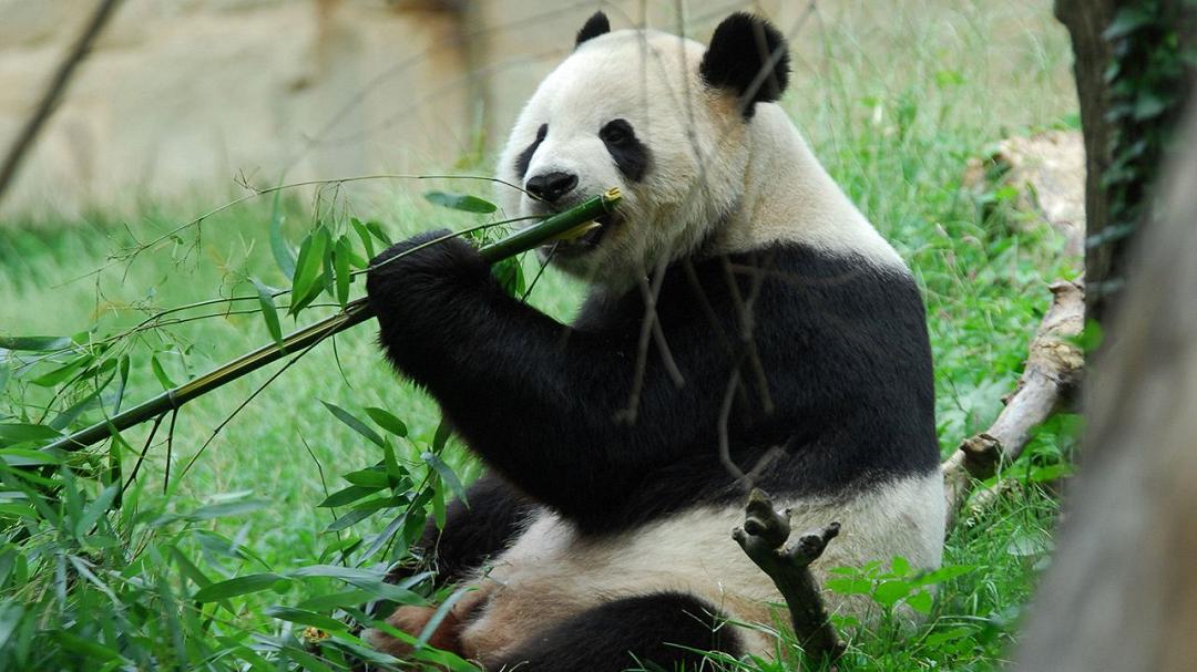 Dieta dei panda: come le molecole del bambù influenzano le loro abitudini alimentari