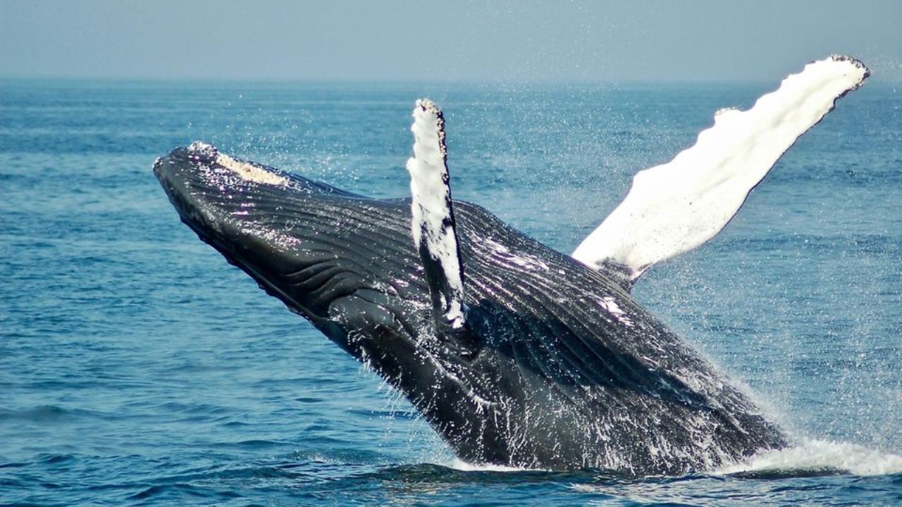 Nuova tecnologia subacquea: i microfoni stanno salvando le balene