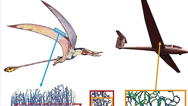 microstruttura trovata nelle ossa di pterosauro