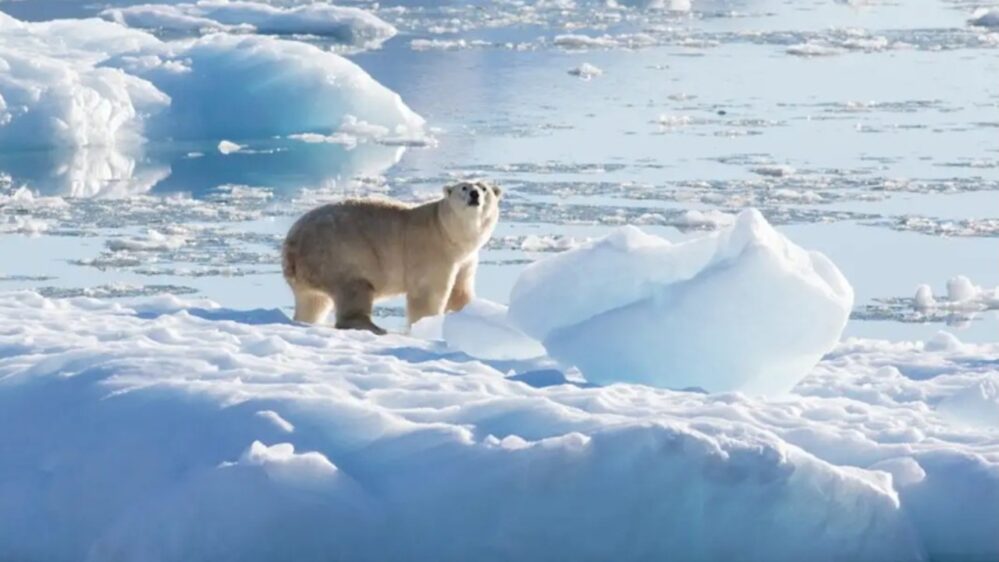 orso polare