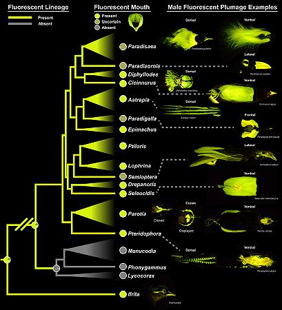 Lo studio sulla biofluorescenza degli uccelli del paradiso