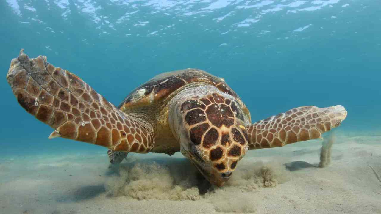 Navigazione magnetica: come le tartarughe aiutano gli scienziati