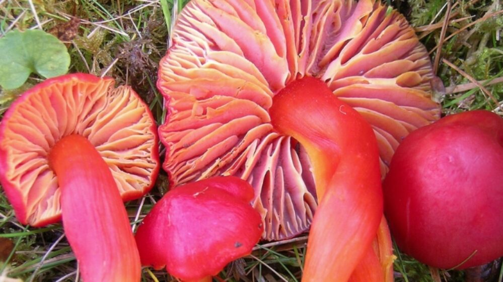 Hygrocybe splendidissima, specie di fungo
