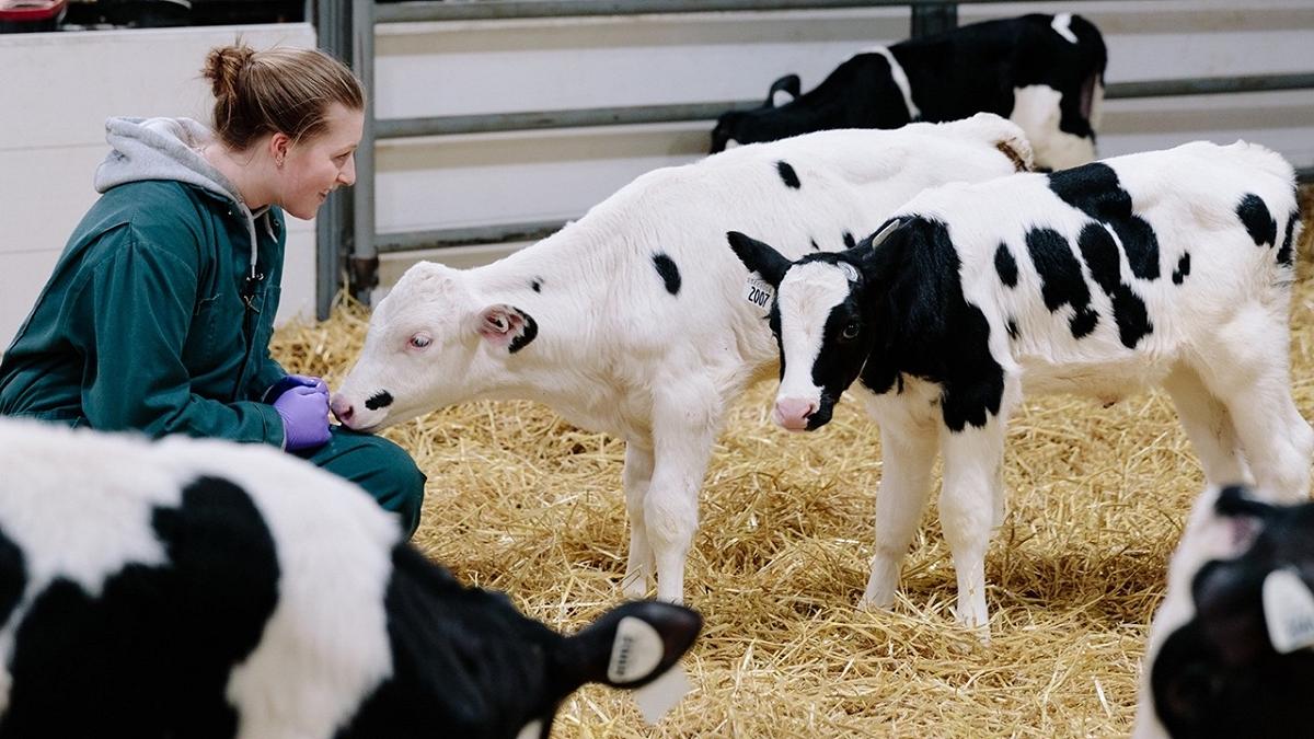 Alimentazione animale: effettuata una scoperta promettente per il futuro