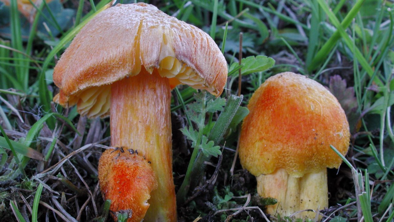 Funghi a rischio estinzione: cosa sta cambiando negli ecosistemi
